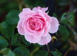 Pink Rose Flower