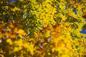 Autumn Fall maple Foliage