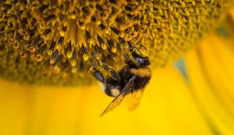 goodly Bee Insect Macro