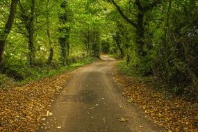 Forest Path Autumn