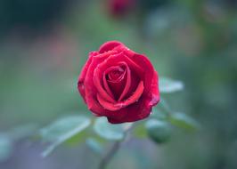Bloom Blossom Dew