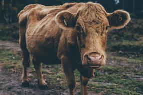 Beautiful and cute, brown cattle on the grass