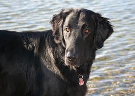 perfect Lake Flat dog