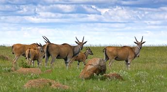 goodly Eland Antelope Buck