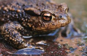 goodly Frog