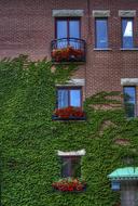 brick facade with green vegetation