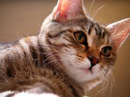 portrait of domestic striped kitten is watching carefully