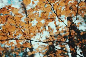 Autumn Branches Fall