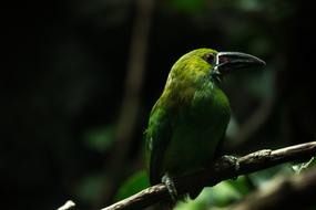 green Avian Bird