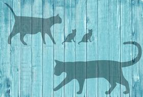 turquoise wood background with cats