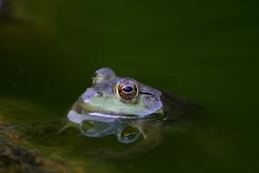 head of frog above water