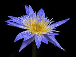 Bloom Blossom Flora