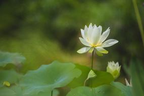 Flower Green Nature