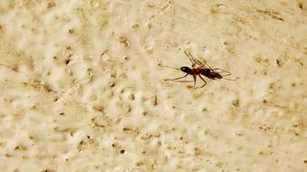 ant on a white plastered wall