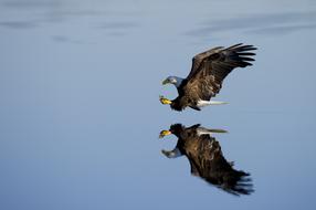 eagle flies over water