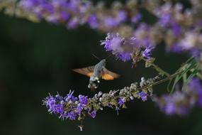 Purple Flower Porcellus