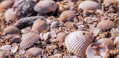 background with pile of shells