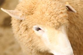 head beige sheep close-up on blurred background