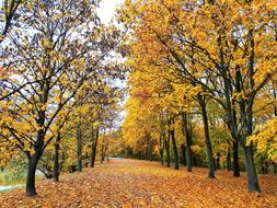 Autumn Foliage Tree
