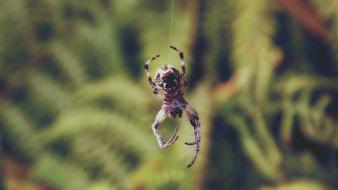 perfect Arachnid Close-Up