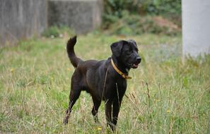 goodly Dog Labrador black