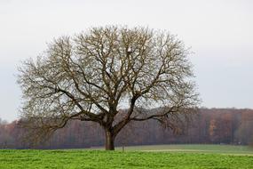 Tree on Field at morning