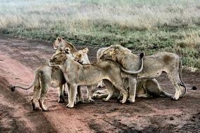 lions on the road in the savannah as a picture