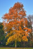 Birch Tree Autumn