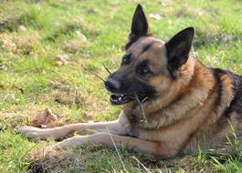 German shepherd nibbles a stick