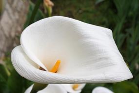 Flower Arum Flora