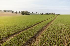 Autumn Green field tracks