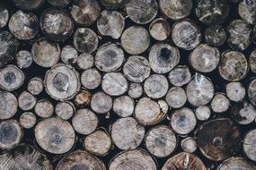 Logs Pile