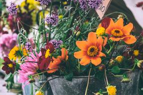 Bloom Blooming Blossom