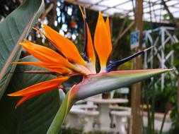 Bird Of Paradise Flower