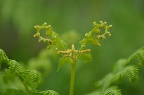 Natural Sprout in Forest