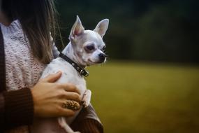 irresistible Canine Chihuahua dog