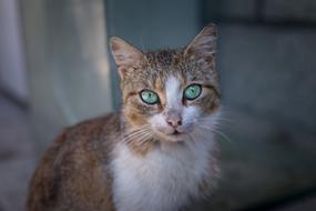 photo of a fluffy cat on the background of the house