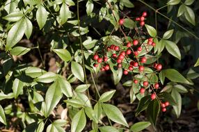 Beautiful Berries Green