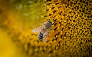 Bee Macro Nature