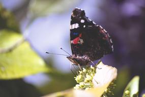 dark Butterfly Close-Up