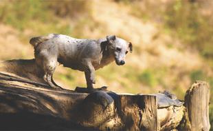 small Dirty Dog outdoor
