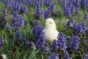 goodly Chicken Leghorn