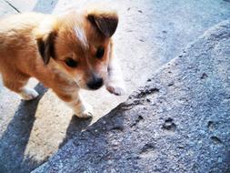 ginger puppy stands on stone steps