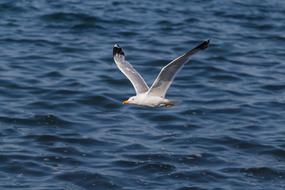 fabulous Bird Gull