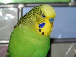 fabulous Budgie Parrot Bird