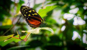 perfect Butterfly Insect