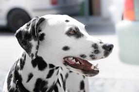 goodly Dalmatian Dog