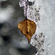 Freeze Thaw Frost