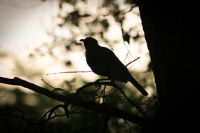 Silhouette of the bird on the branch in New Zealand in the morning