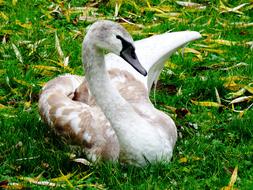 beige young swan on green grass